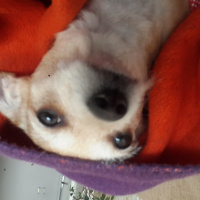 Chihuahua, Köpek  Şivas fotoğrafı