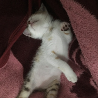 Tekir Kedi, Kedi  Asena fotoğrafı
