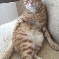 Sarman, Kedi  Nohut Can fotoğrafı