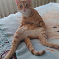 Sarman, Kedi  Nohut Can fotoğrafı