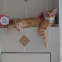 Sarman, Kedi  Nohut Can fotoğrafı