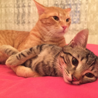 Sarman, Kedi  Nohut Can fotoğrafı