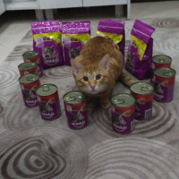 Sarman, Kedi  Nohut Can fotoğrafı