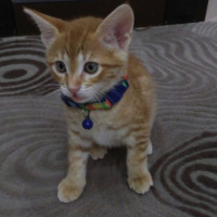 Sarman, Kedi  Nohut Can fotoğrafı