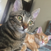 Sarman, Kedi  Nohut Can fotoğrafı