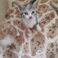 Tekir Kedi, Kedi  Lokum fotoğrafı