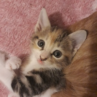 Tekir Kedi, Kedi  Lokum fotoğrafı