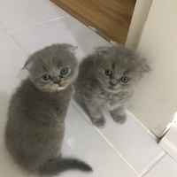 Scottish Fold, Kedi  Asil fotoğrafı