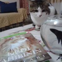 Tekir Kedi, Kedi  Leo fotoğrafı