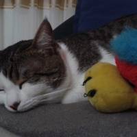 Tekir Kedi, Kedi  Leo fotoğrafı