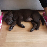 Labrador Retriever, Köpek  Venüs fotoğrafı