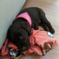 Labrador Retriever, Köpek  Venüs fotoğrafı