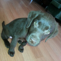 Labrador Retriever, Köpek  Venüs fotoğrafı