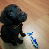 Labrador Retriever, Köpek  Venüs fotoğrafı