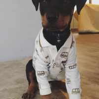 Rottweiler, Köpek  Buddy fotoğrafı