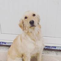 Golden Retriever, Köpek  Badem fotoğrafı