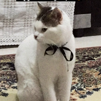Tekir Kedi, Kedi  Mayıs fotoğrafı
