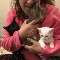 Tekir Kedi, Kedi  Karamuk , pamuk ,tekir fotoğrafı