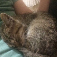 Tekir Kedi, Kedi  Tekir fotoğrafı
