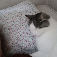 Sarman, Kedi  Ufaklık fotoğrafı