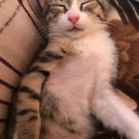Tekir Kedi, Kedi  Şakir fotoğrafı