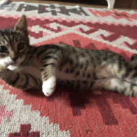 Tekir Kedi, Kedi  Şakir fotoğrafı
