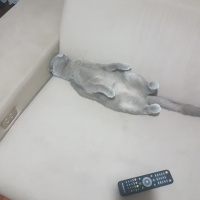 İran Kedisi (Persian), Kedi  Pamuk fotoğrafı