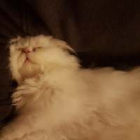 İran Kedisi (Persian), Kedi  Pamuk fotoğrafı