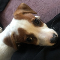 Jack Russell Terrier, Köpek  Hermes fotoğrafı