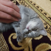 British Shorthair, Kedi  Maya fotoğrafı