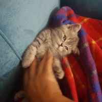 British Shorthair, Kedi  Maya fotoğrafı
