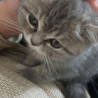 British Shorthair, Kedi  Maya fotoğrafı