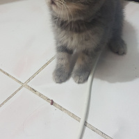 British Shorthair, Kedi  Maya fotoğrafı