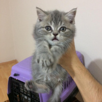 British Shorthair, Kedi  Maya fotoğrafı