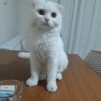 British Shorthair, Kedi  Mia fotoğrafı