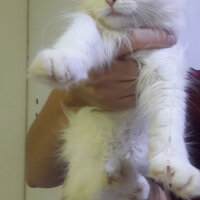 British Shorthair, Kedi  Mia fotoğrafı