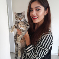 Tekir Kedi, Kedi  Şans fotoğrafı