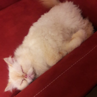 İran Kedisi (Persian), Kedi  Latte fotoğrafı