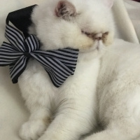 Exotic Shorthair, Kedi  Mia fotoğrafı