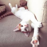 Tekir Kedi, Kedi  Karpuz fotoğrafı