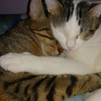Tekir Kedi, Kedi  Prenses fotoğrafı