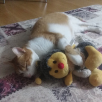 Sarman, Kedi  Rijiy fotoğrafı