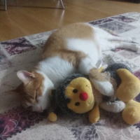 Sarman, Kedi  Rijiy fotoğrafı