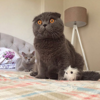 British Shorthair, Kedi  Carlos fotoğrafı