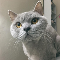 British Shorthair, Kedi  Carlos fotoğrafı