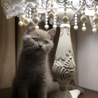 British Shorthair, Kedi  Misha fotoğrafı