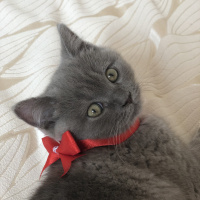 British Shorthair, Kedi  Misha fotoğrafı