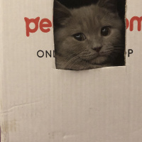 British Shorthair, Kedi  Misha fotoğrafı