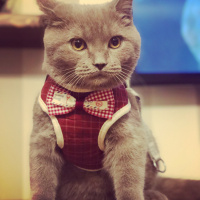 British Shorthair, Kedi  Misha fotoğrafı