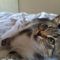Tekir Kedi, Kedi  suşi fotoğrafı